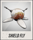 SHIELD FLY